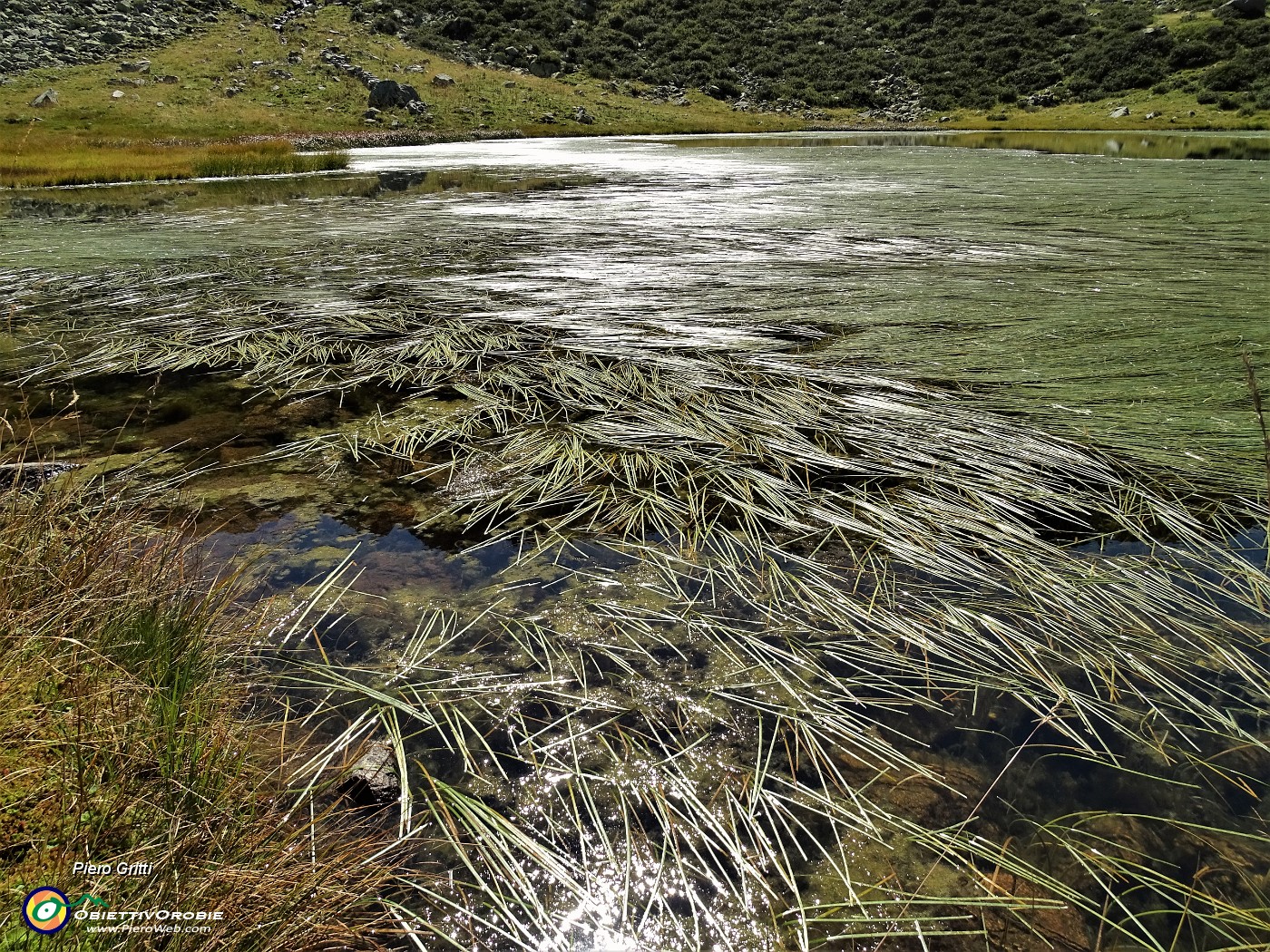 53 Piante acquatiche nel Lago Piccolo.JPG